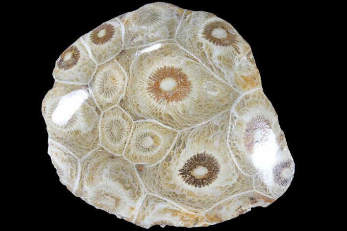 Polished Fossil Coral (Actinocyathus) - Morocco #84978